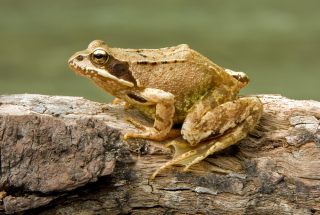 European Common Frog Rana temporaria Richard Bartz CC BY SA2.5