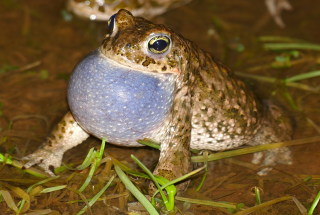 Rufendes Männchen der Kreuzkrte Wikimedia Commons Lizenz Bernard DUPONT CC BY SA 2.0