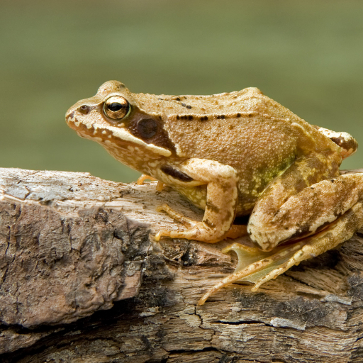 European_Common_Frog_Rana_temporaria_Richard Bartz_CC-BY-SA2.5