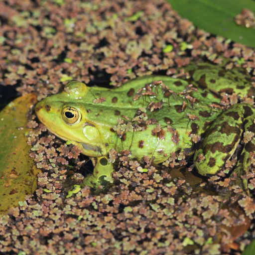 Kleiner Wasserfrosch Wikimedia Commons Lizenz Frank Vincentz CC BY-SA 3.0_ergebnis