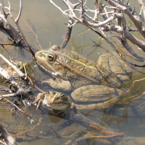 1024px-Seefrosch_Sebaho_free use