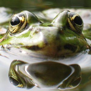 Wasserfrosch_Holger Gröschl_CC BY-SA 2.0 DE DEED